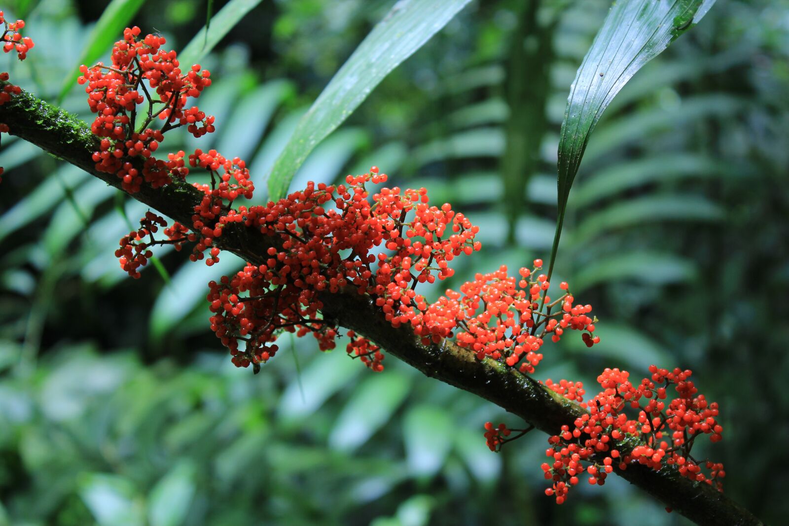 Canon EOS 600D (Rebel EOS T3i / EOS Kiss X5) sample photo. Jungle, costa rica, plant photography