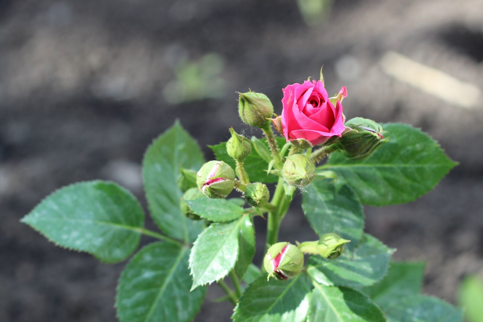 Canon EOS 600D (Rebel EOS T3i / EOS Kiss X5) + Canon EF 50mm F1.8 II sample photo. Flower, rose, garden photography