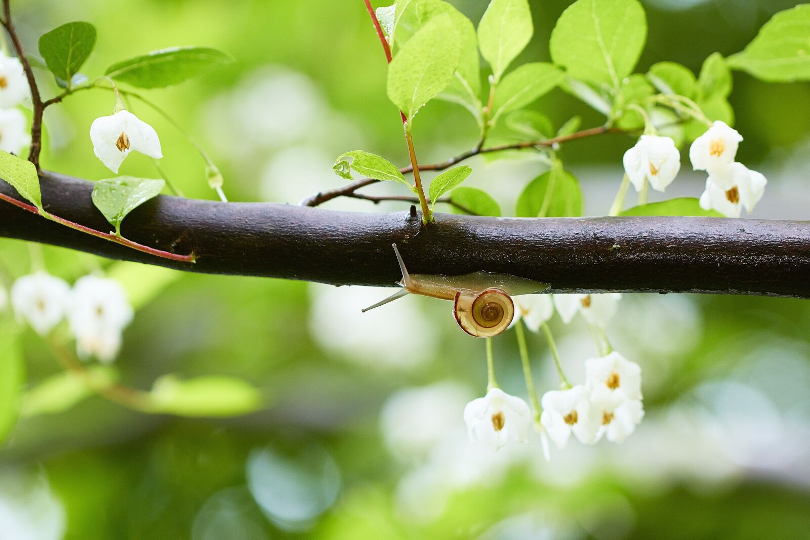 Canon EOS 70D sample photo. Rainy season, fresh green photography