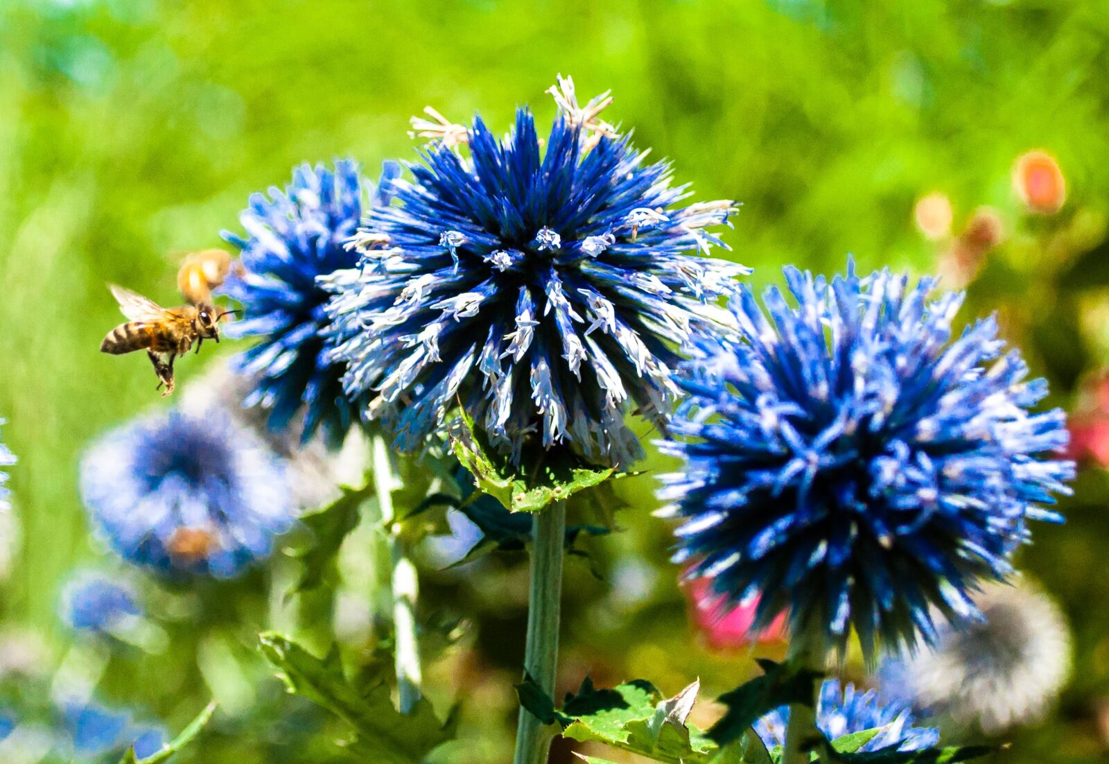Nikon D5000 sample photo. Flowers, bee, blue, flowers photography