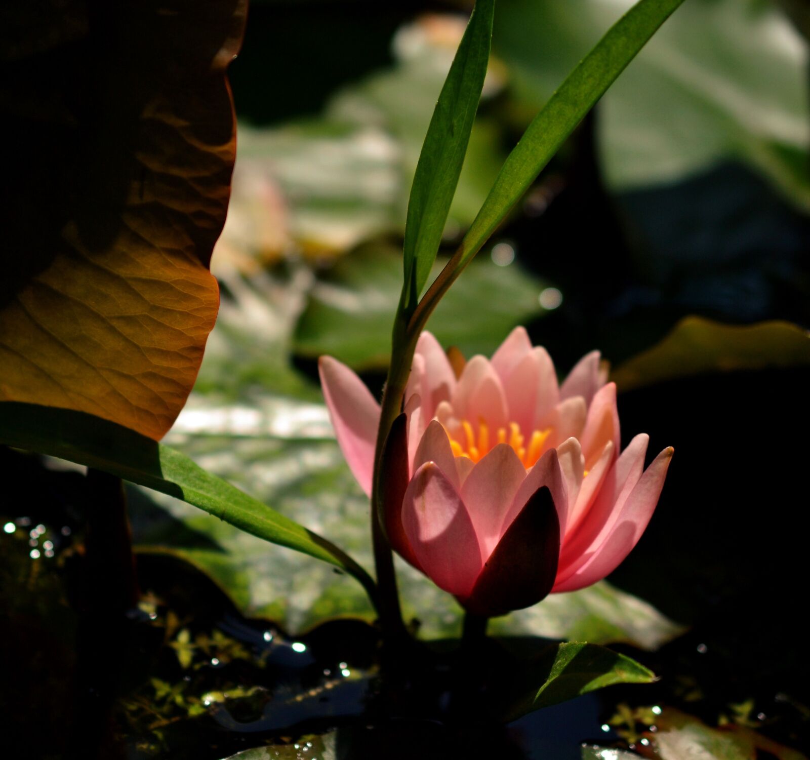 Nikon D3100 sample photo. Water lily, pink, flowers photography