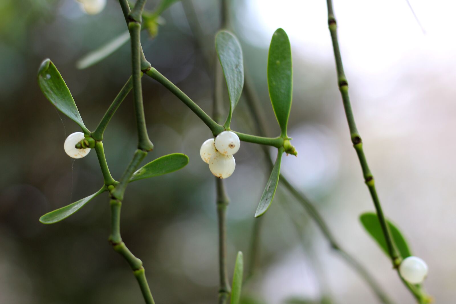 Canon EF 50mm F1.8 STM sample photo. Mistletoe, mistletoe berries, christmas photography