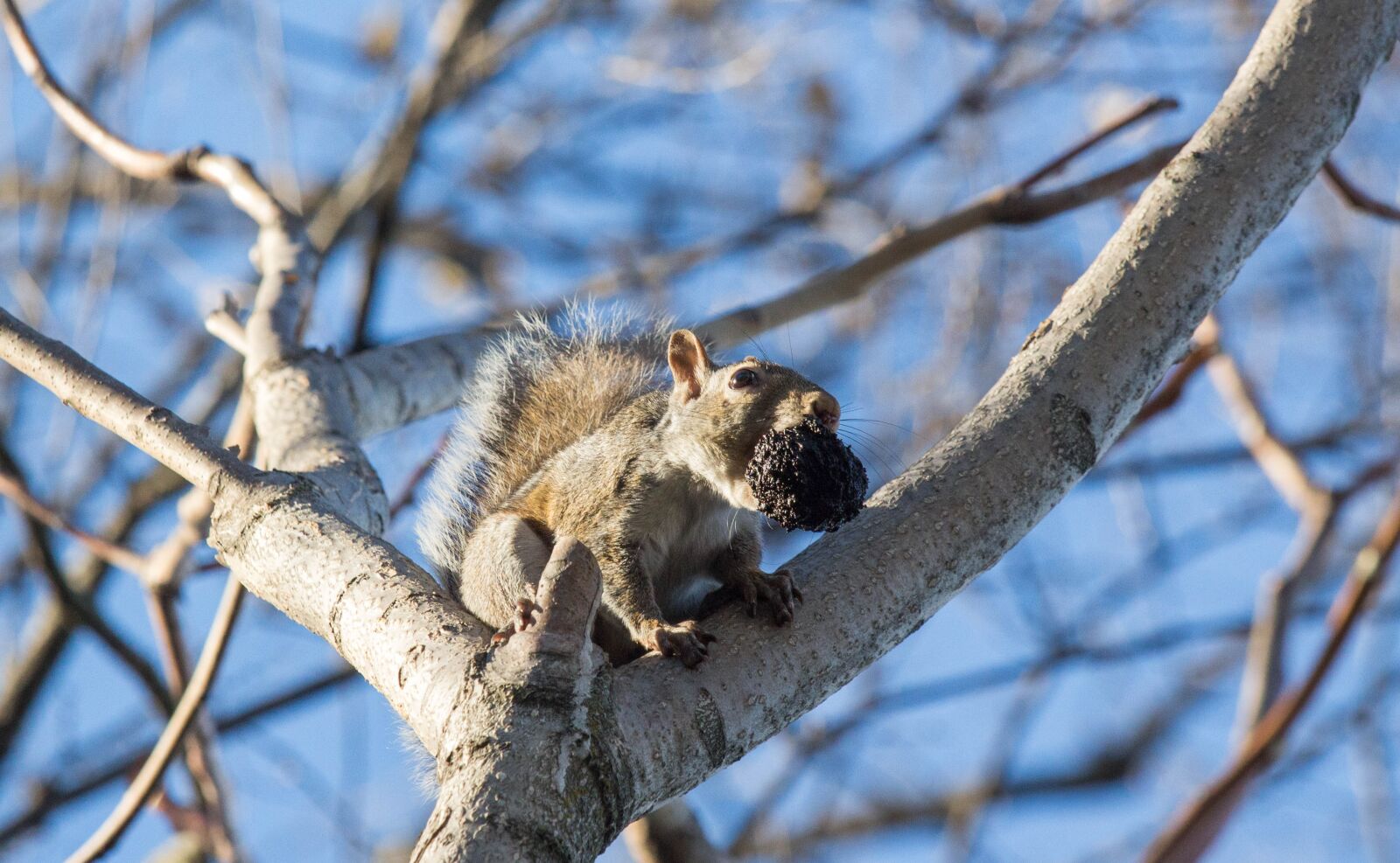 Canon EOS 700D (EOS Rebel T5i / EOS Kiss X7i) sample photo. Squirrel, tree, nature photography