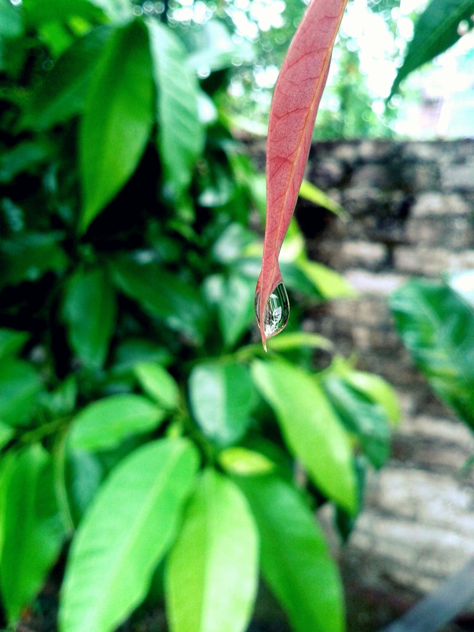 Samsung Galaxy Fame sample photo. Leaves, rain, drop photography