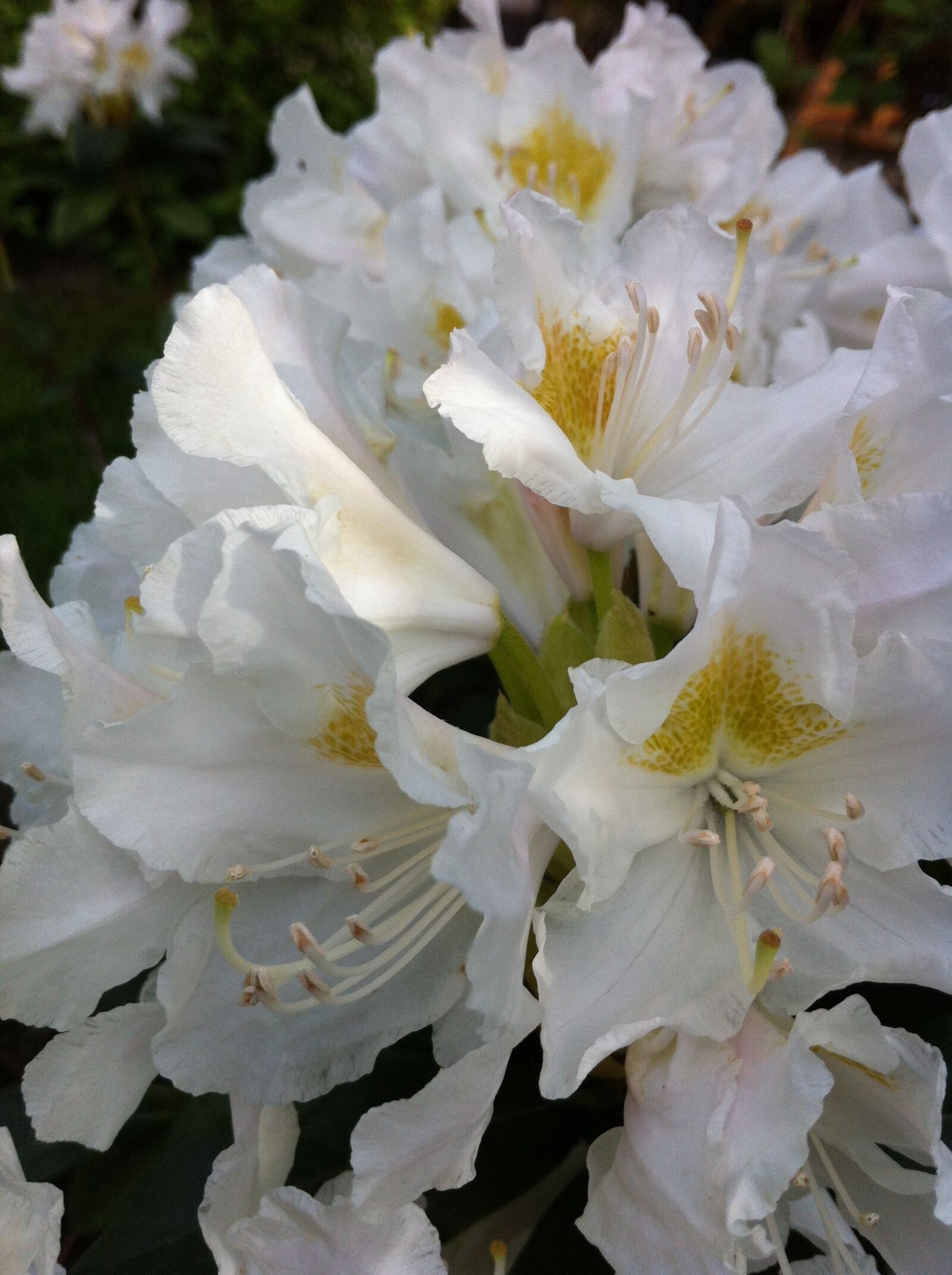Apple iPhone 4 sample photo. Rhododendron, flower, garden photography