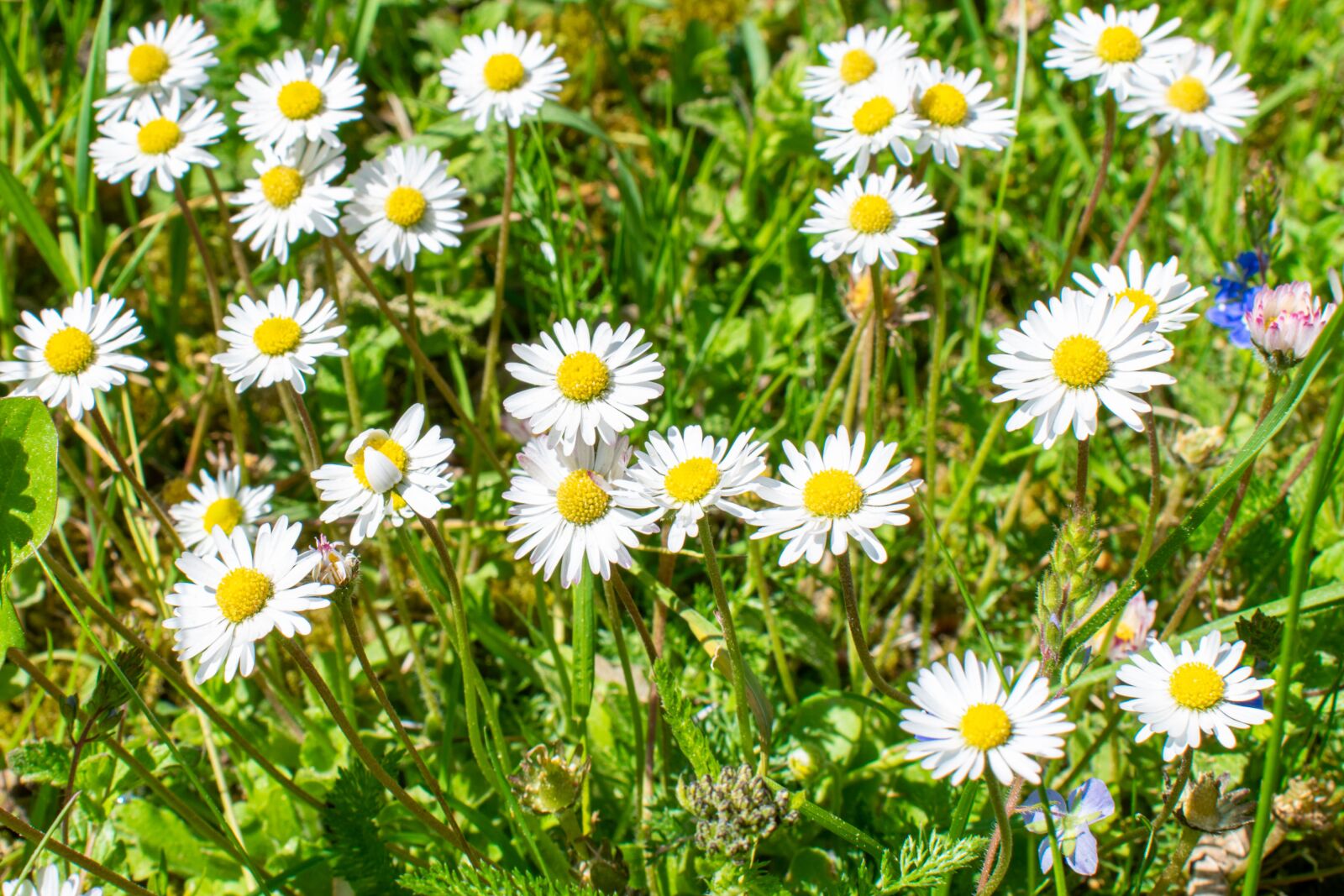 Nikon D5300 sample photo. Daisy, flower meadow, wildflowers photography
