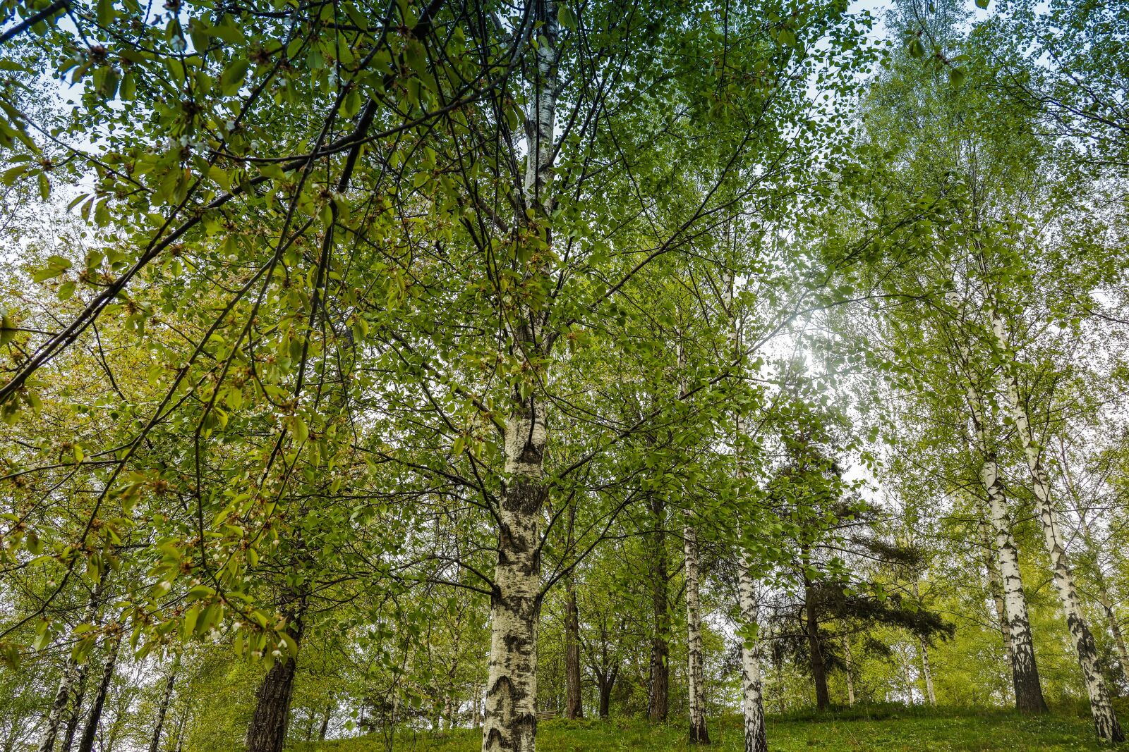 Canon EOS R sample photo. Birch, tree, nature photography