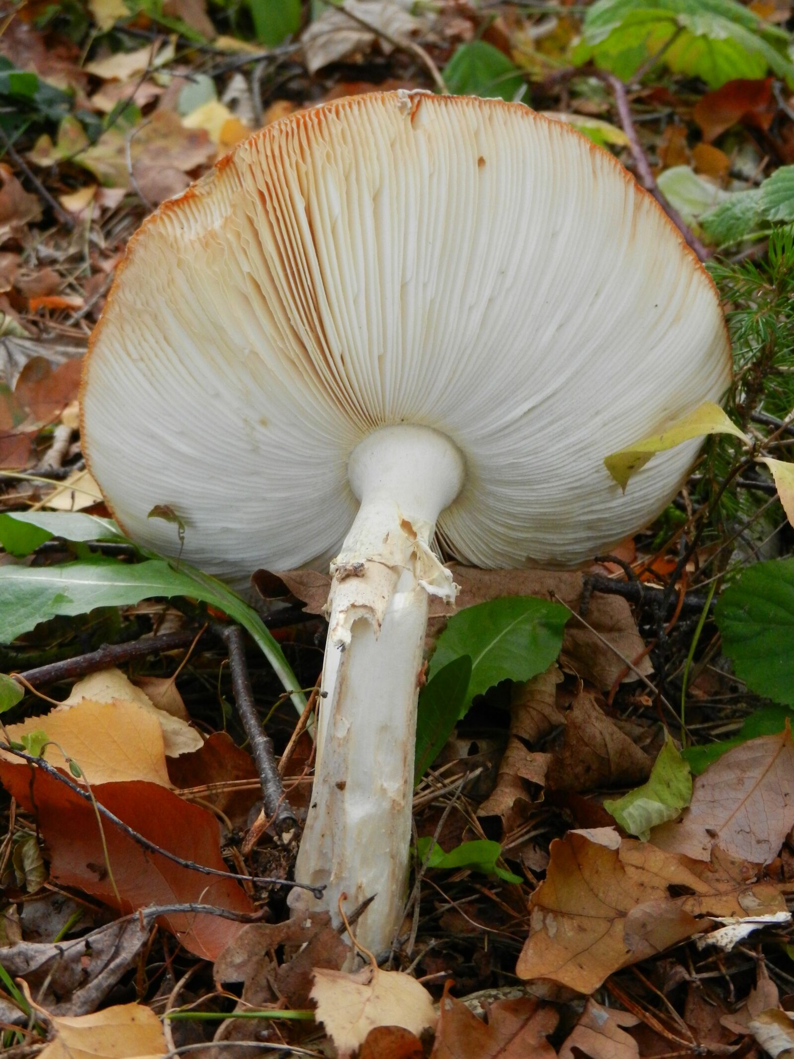 Nikon Coolpix S9100 sample photo. Mushroom, white, forest photography