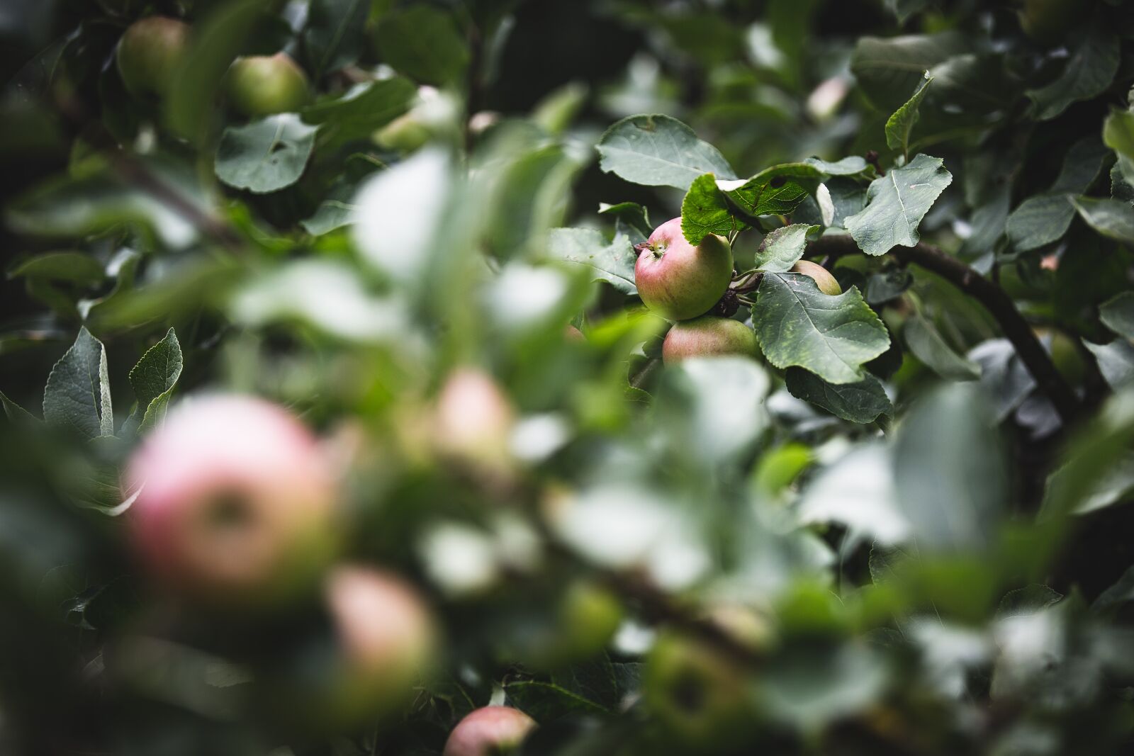 Canon EOS 5D Mark III sample photo. Agriculture, apple, blur photography