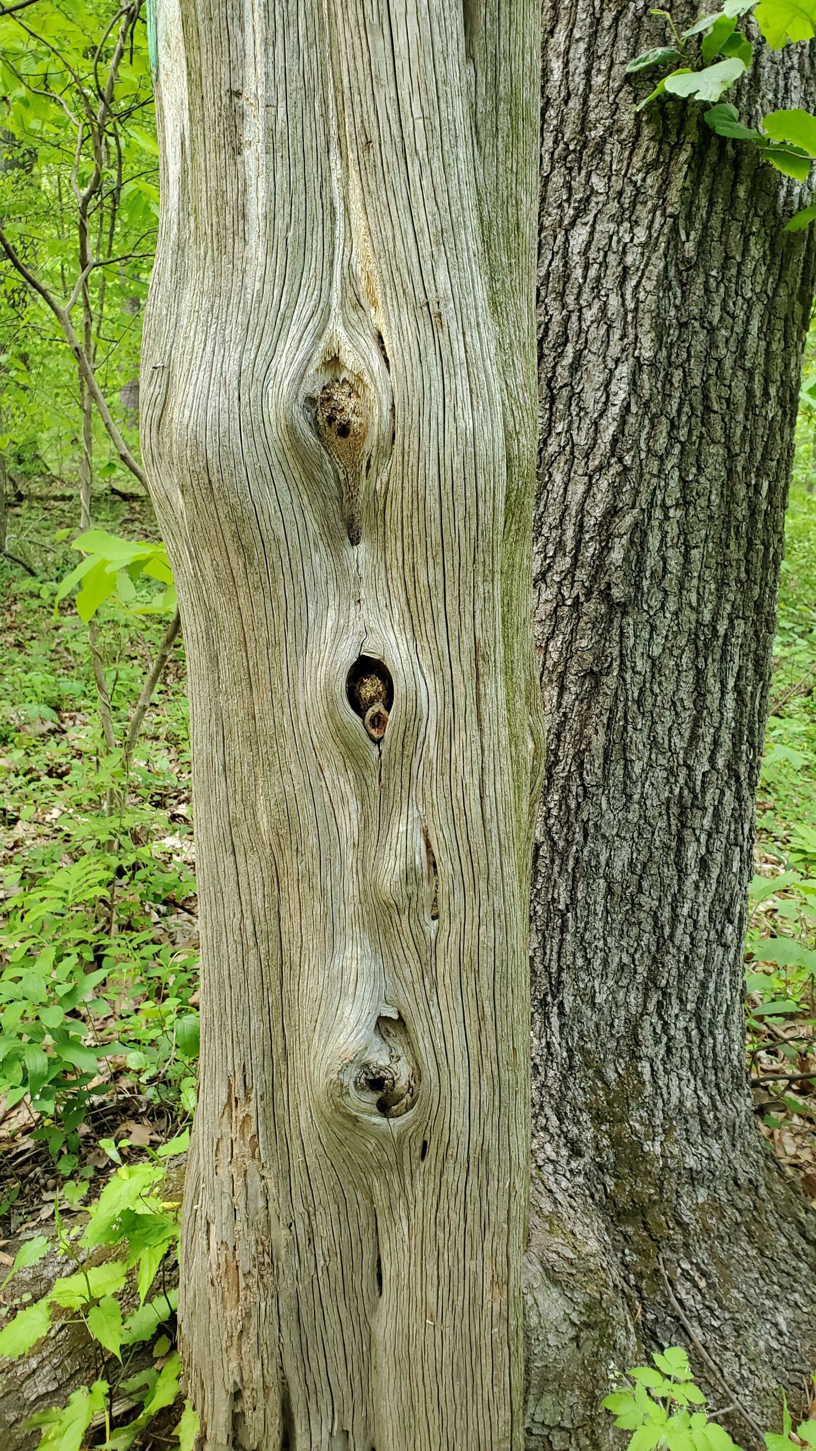 Samsung Galaxy S10 sample photo. Tree, bark, woods photography