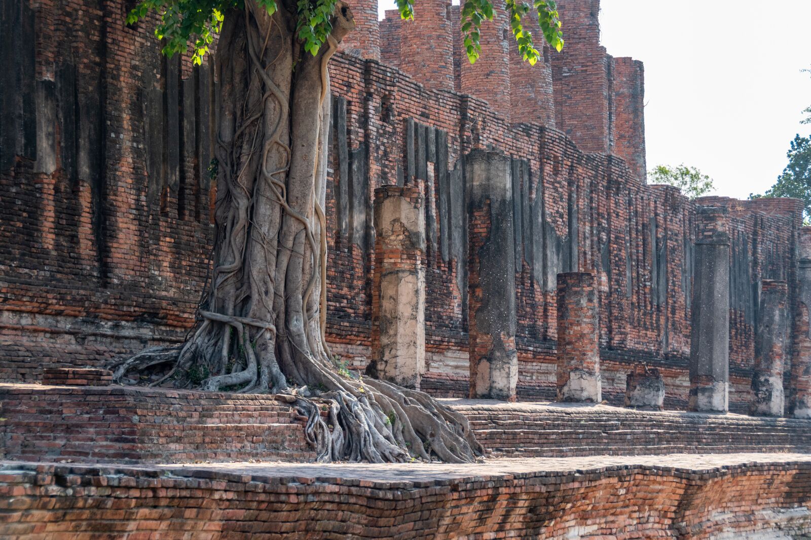 Nikon D5600 sample photo. Tree, buddha, temple photography
