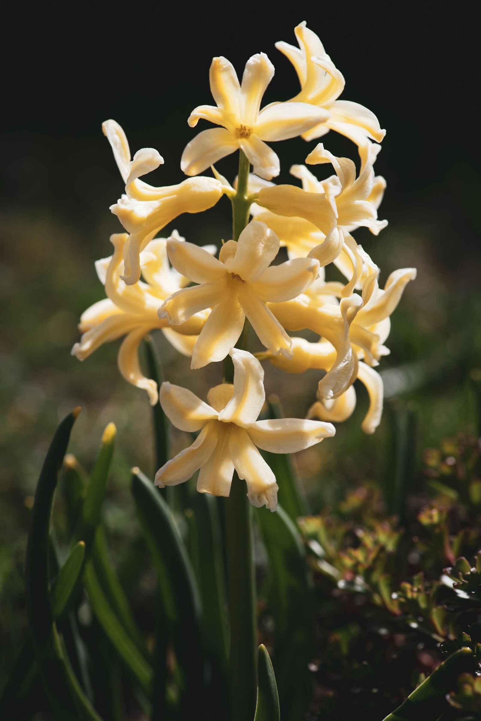Nikon D750 sample photo. Hyacinth, yellow, spring photography