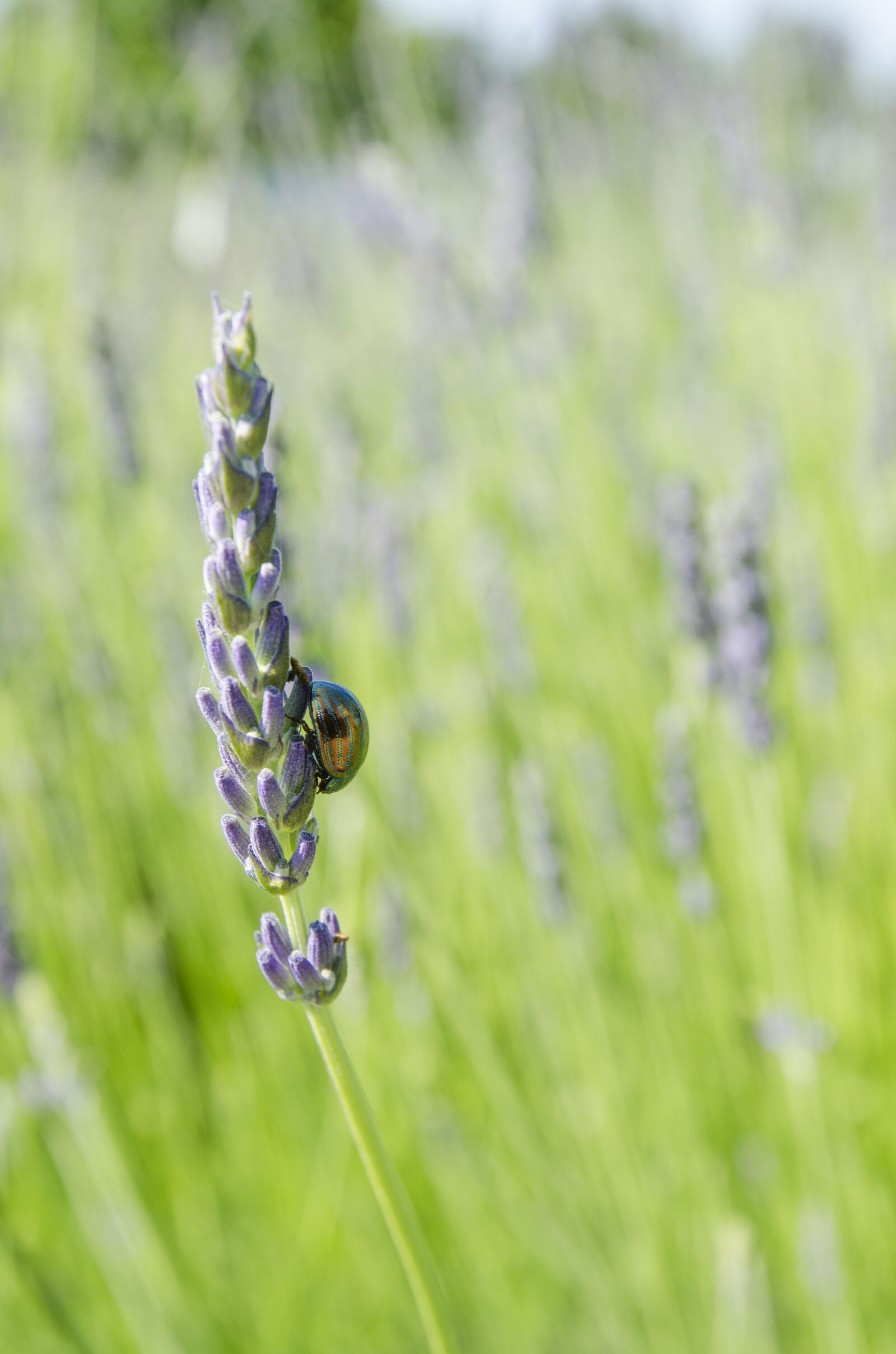 Nikon D7000 sample photo. Chrysolina americana, rosemary beetle photography