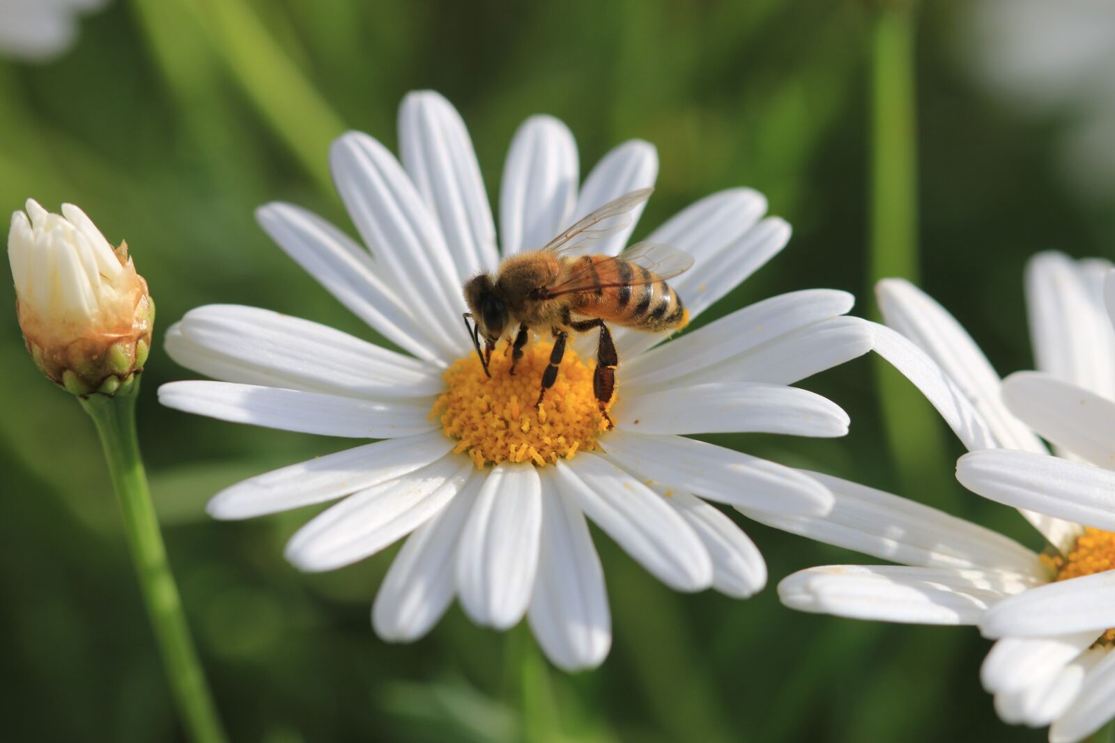 Canon EOS 70D + Canon EF 100mm F2.8 Macro USM sample photo. Daisy, white, flower photography