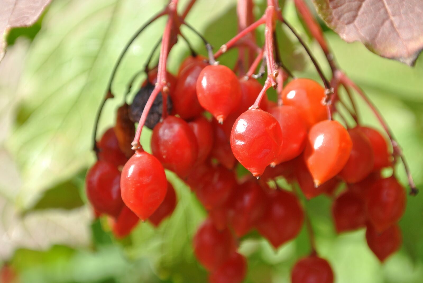 Nikon 1 J1 sample photo. Berries, red, rowan photography