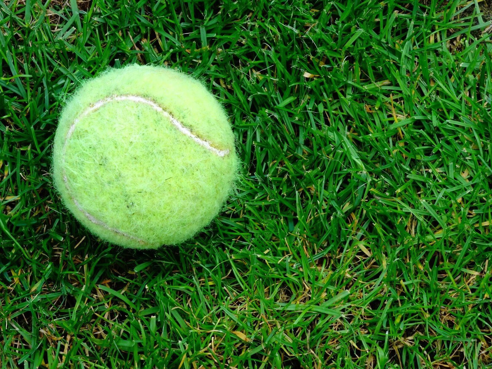 Sony Cyber-shot DSC-HX300 sample photo. Tennis-ball, grass, outdoor photography