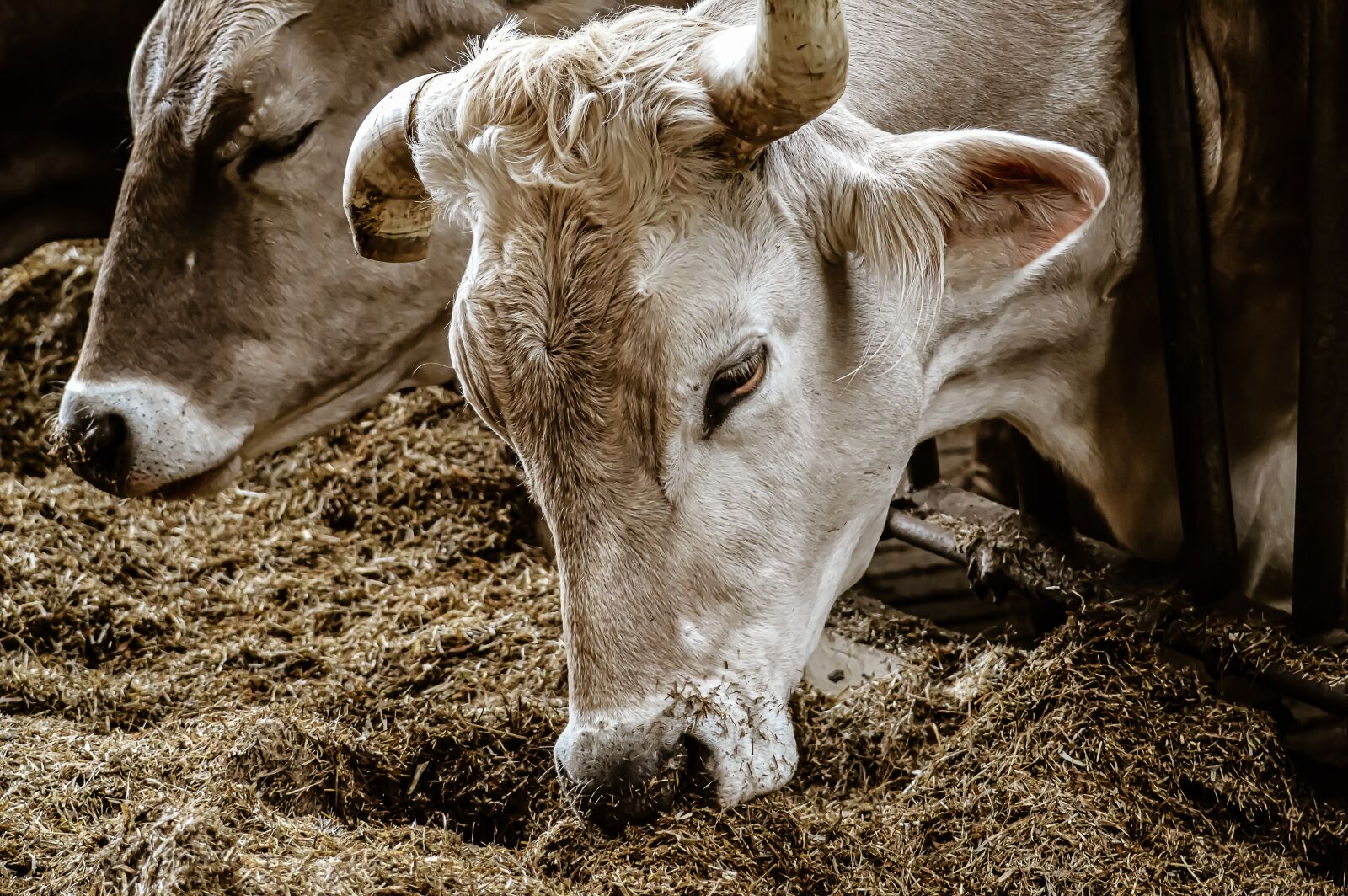 Nikon D3200 sample photo. Cow, stall, barn animals photography