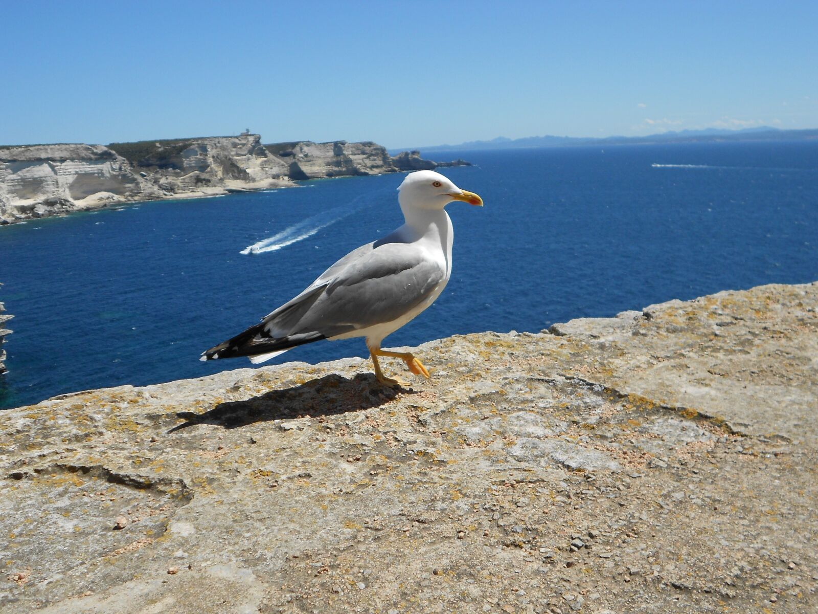 Nikon COOLPIX S2600 sample photo. Seagull, corsican, holiday photography