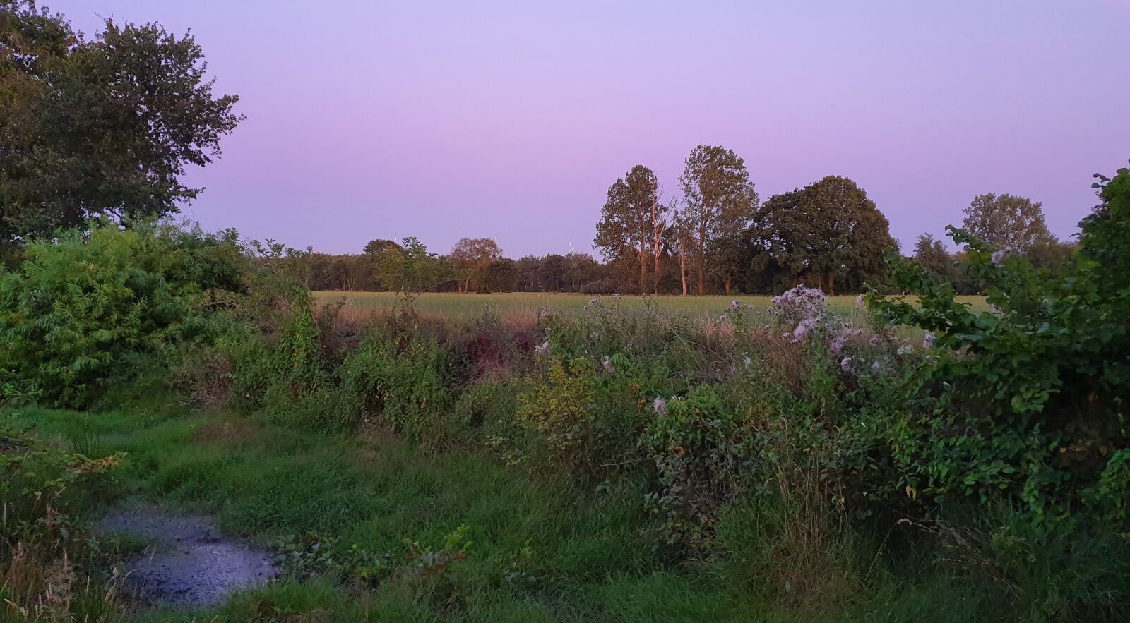 Samsung Galaxy S10 sample photo. Landscape, plant, nature photography