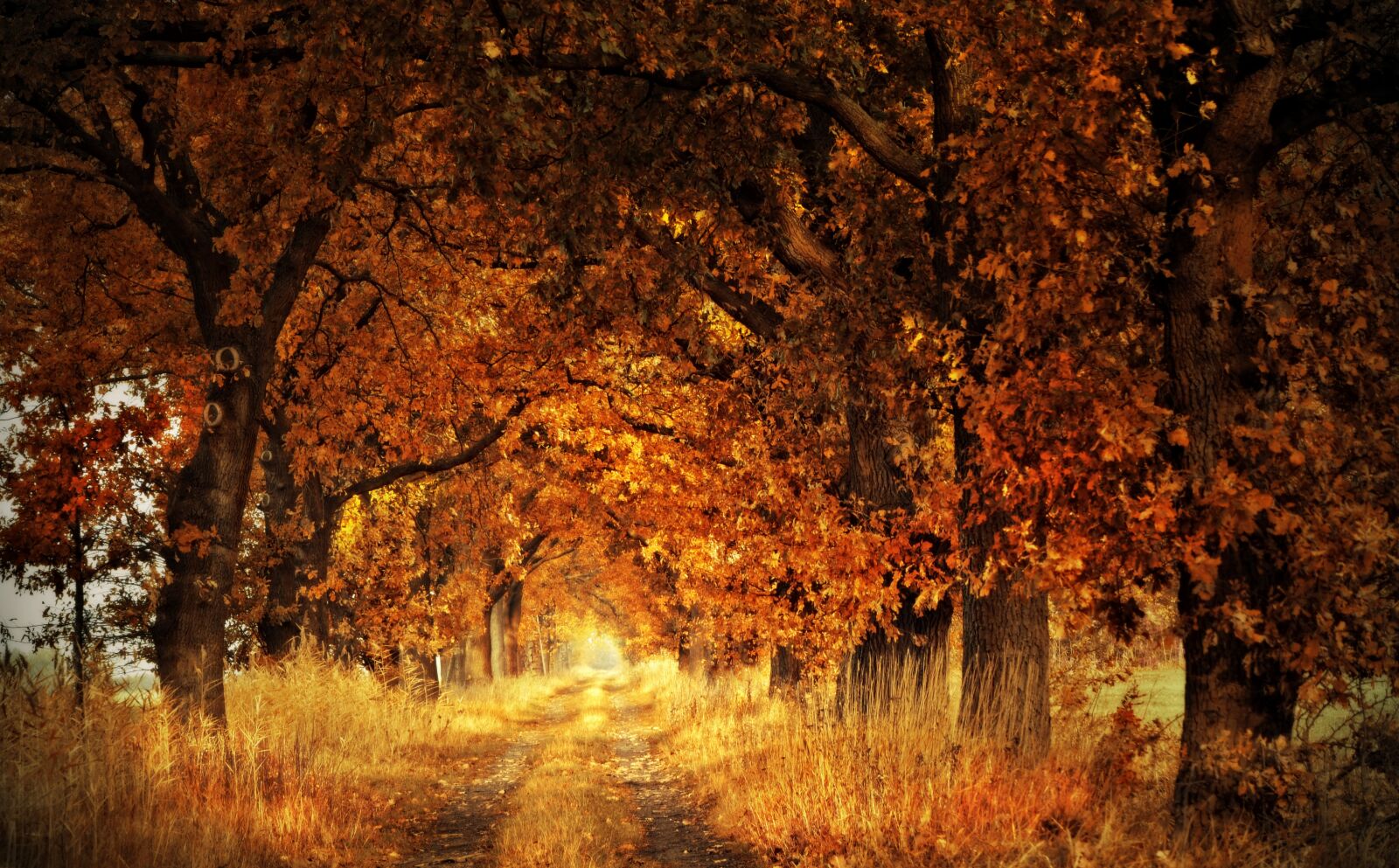 Nikon D5600 sample photo. Avenue, away, trees photography