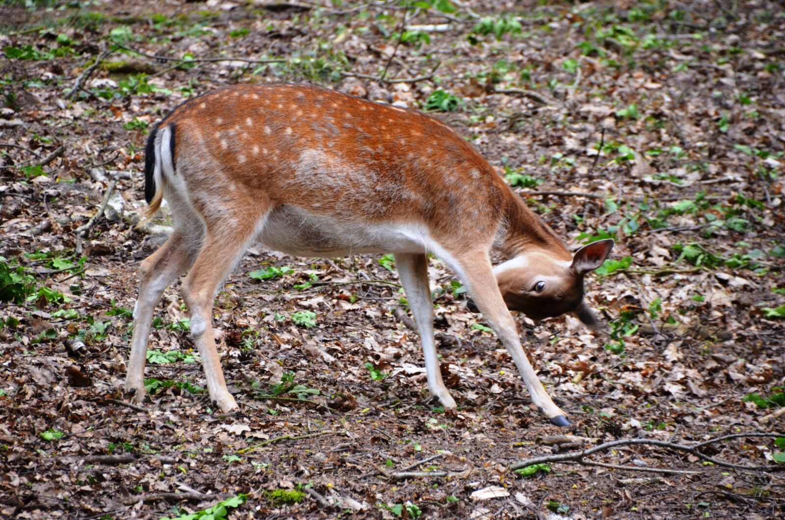 Nikon D5100 sample photo. Roe deer, forest, animal photography