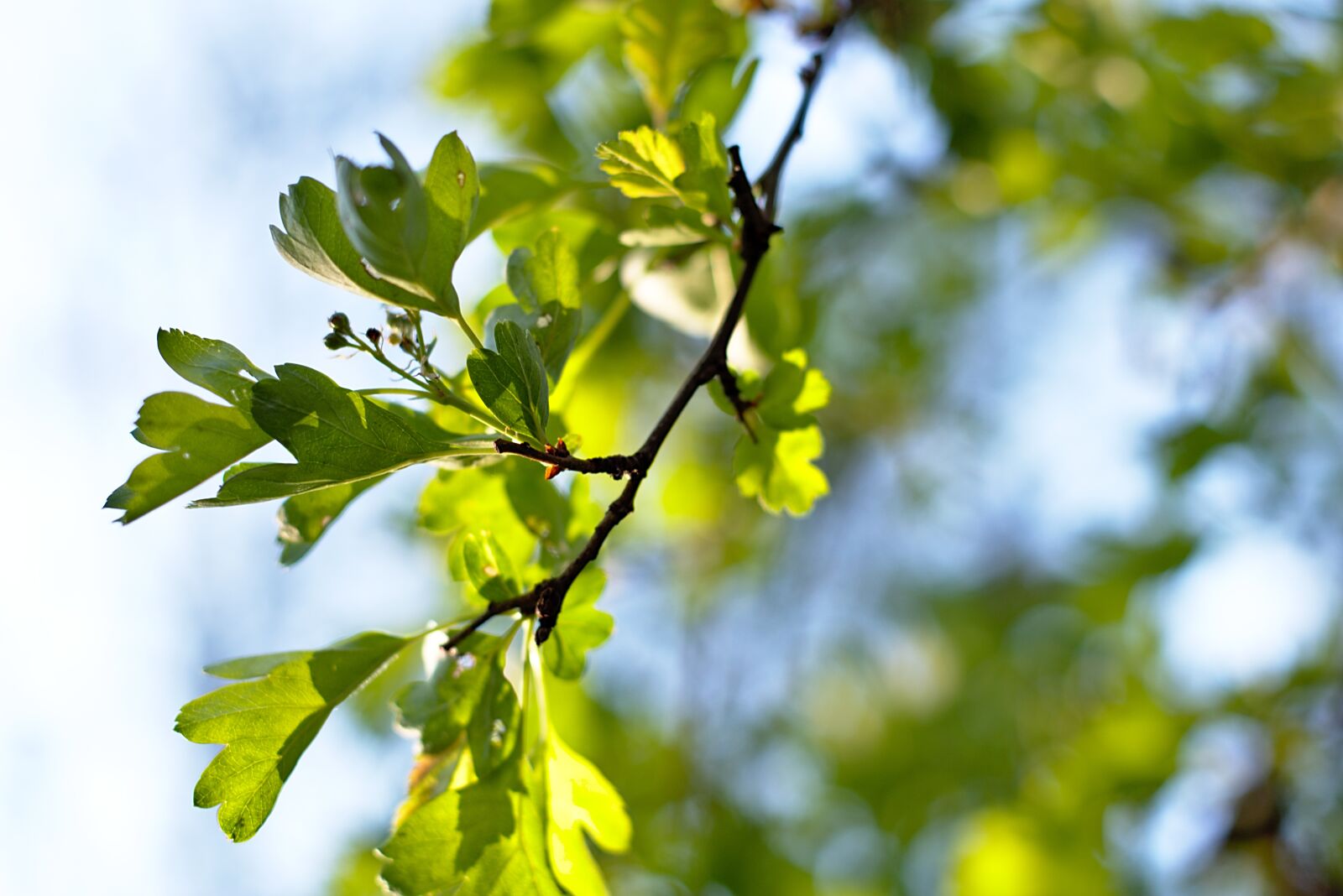 Nikon D5600 sample photo. Sheet, spring, foliage photography