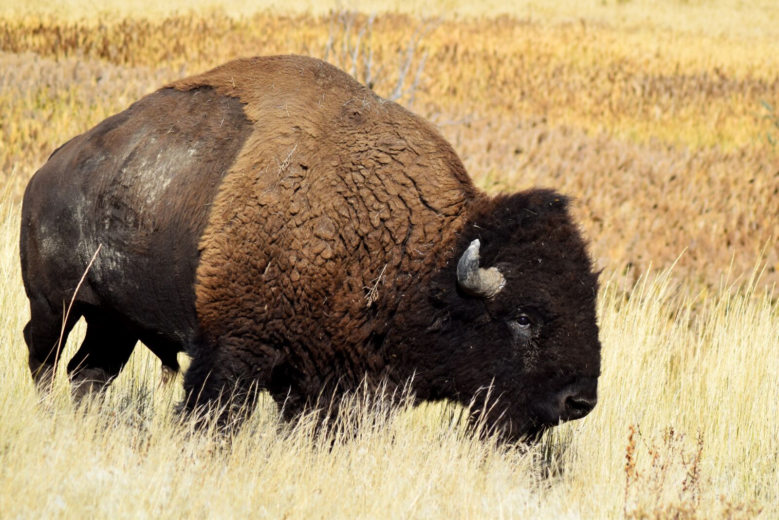 Nikon D3300 sample photo. Bison, buffalo, wildlife photography