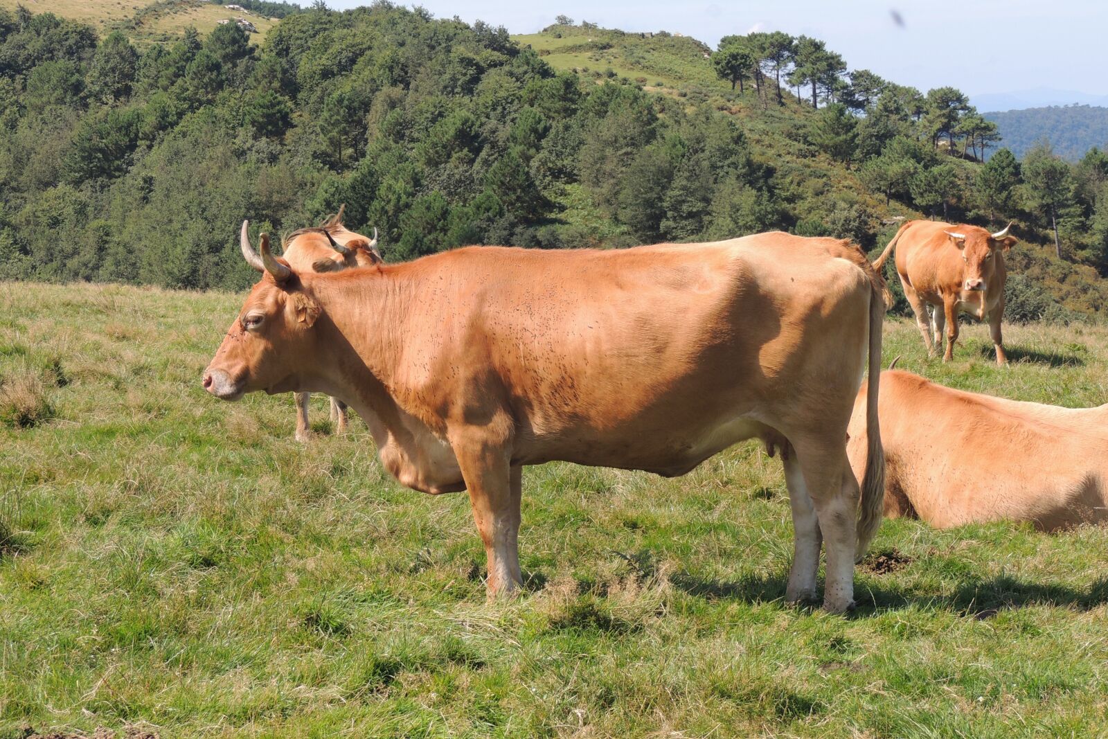 Nikon Coolpix P510 sample photo. Animal, cow, livestock photography