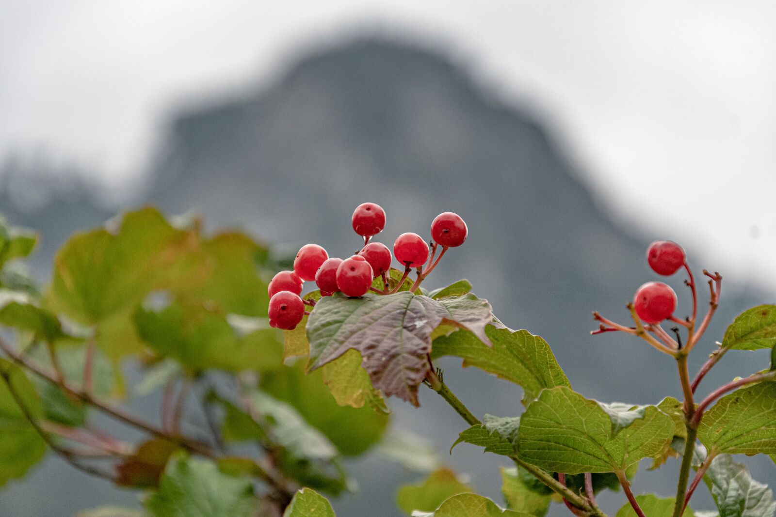 Nikon D500 sample photo. Berry red, bush, mountains photography