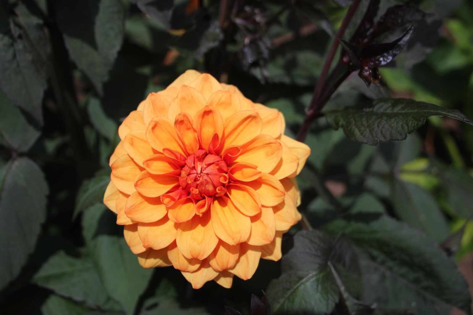 Canon EF-S 18-55mm F3.5-5.6 II sample photo. Flower, bloom, dahlia photography