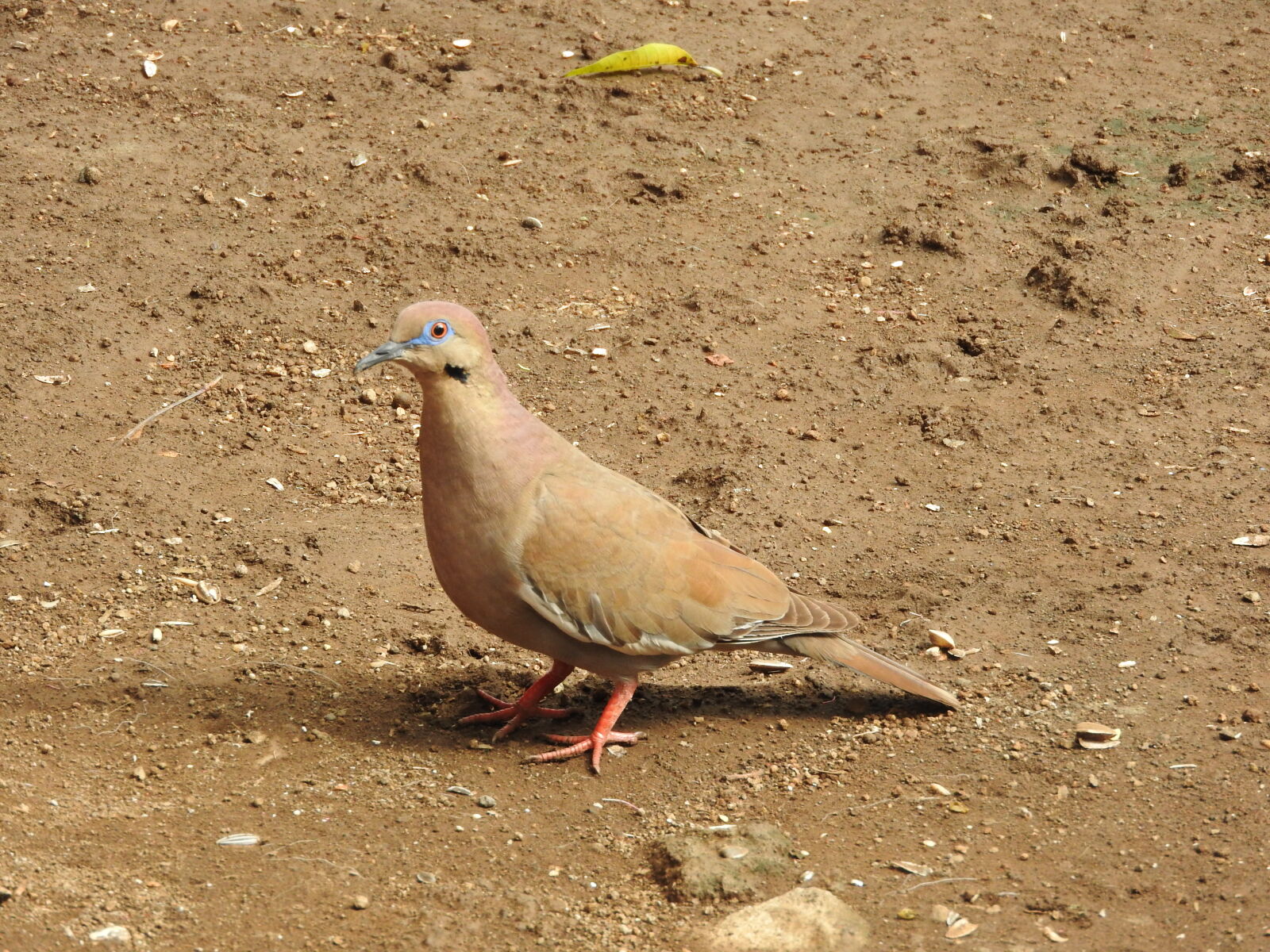 Nikon Coolpix P610 sample photo. Bird, managua, nicaragua photography
