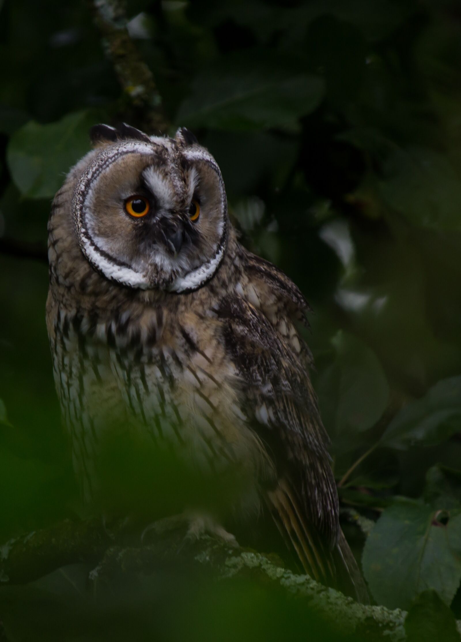 Canon EOS 600D (Rebel EOS T3i / EOS Kiss X5) sample photo. Animal, vertebrate, bird photography