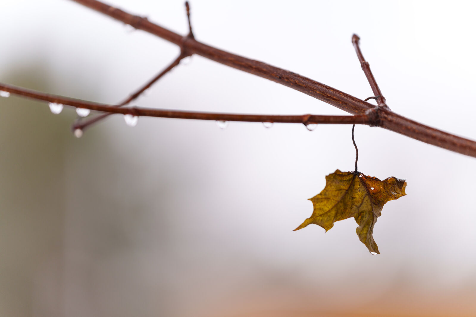 Sigma 70-200mm F2.8 DG DN OS | Sports sample photo. Last leaf of the photography