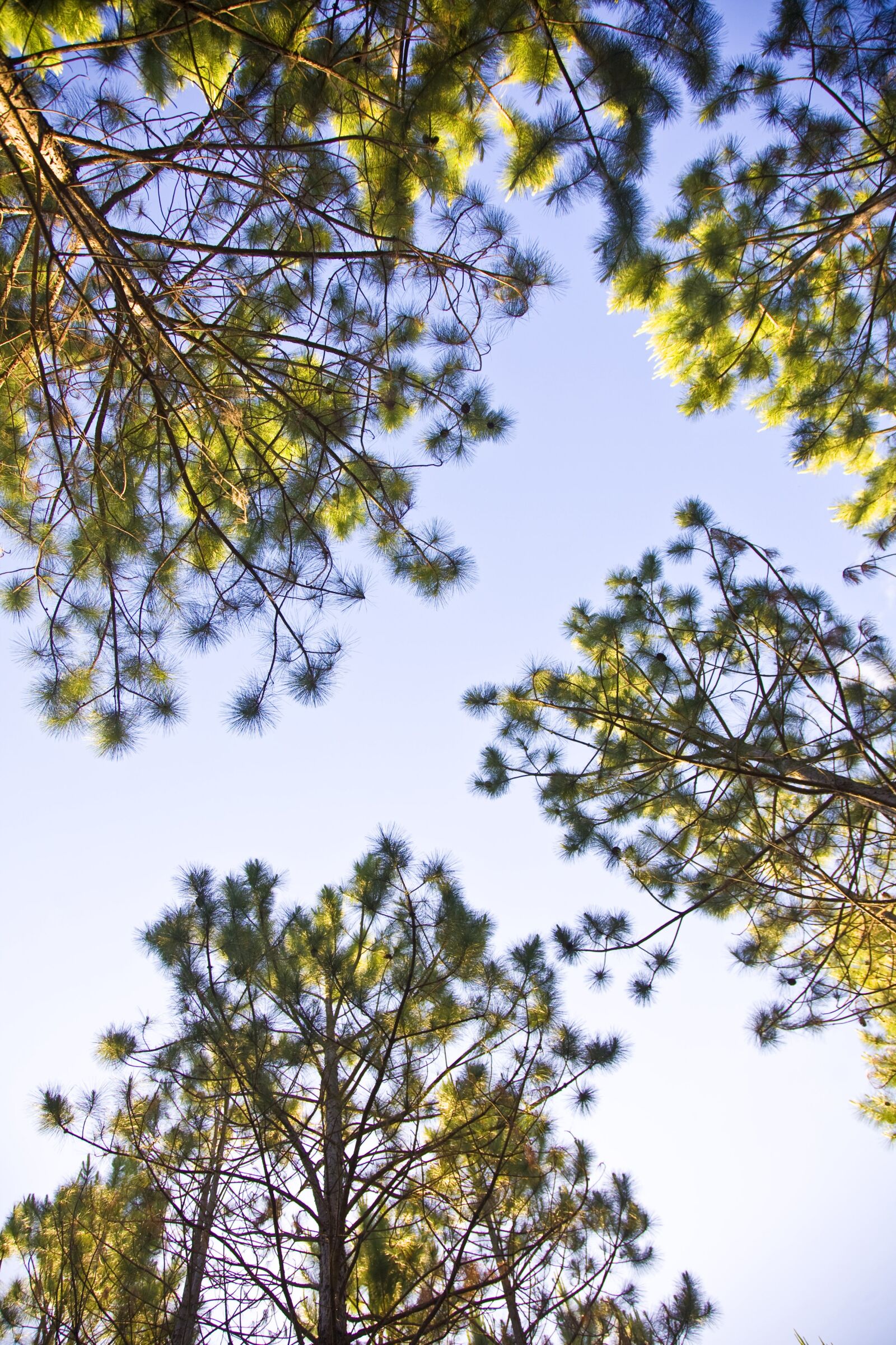 Canon EOS 5D sample photo. Trees, sky, blue photography