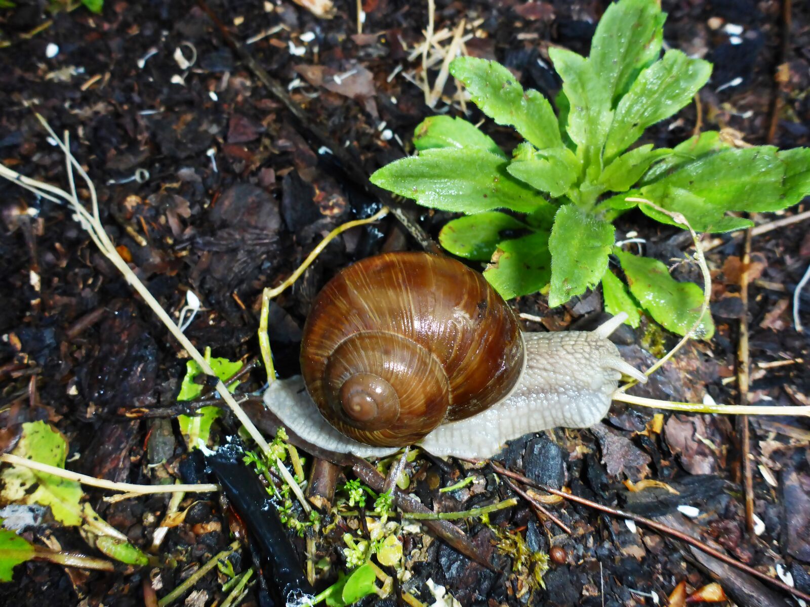 Panasonic Lumix DMC-TS5 (Lumix DMC-FT5) sample photo. Snail, crawl, wet photography