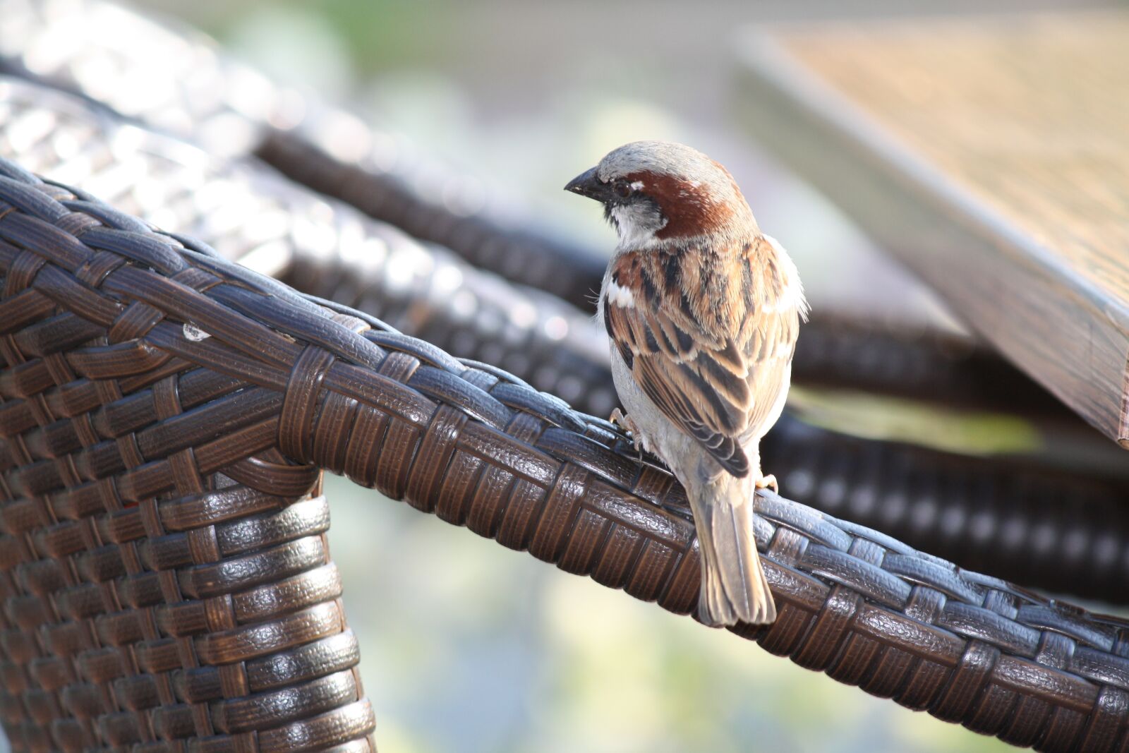 Canon EOS 1000D (EOS Digital Rebel XS / EOS Kiss F) sample photo. Sparrow, bird, nature photography