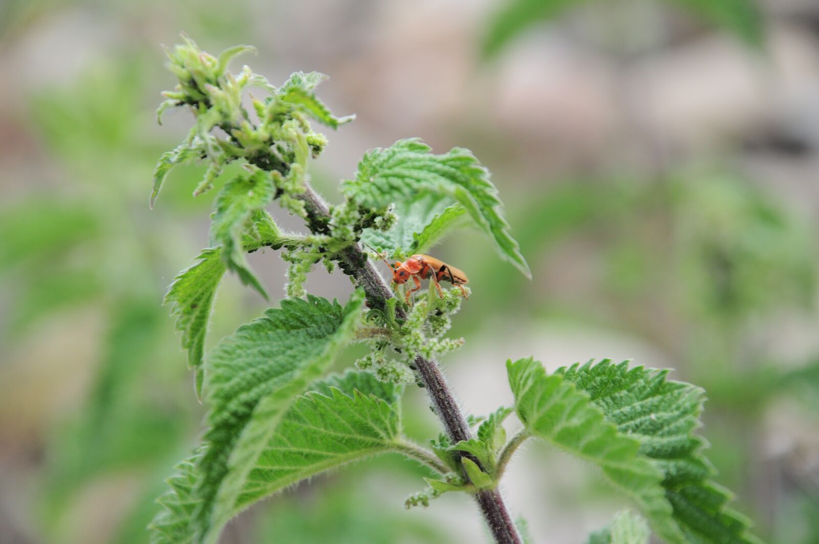 Nikon D90 sample photo. Nettle, insect, orange insect photography
