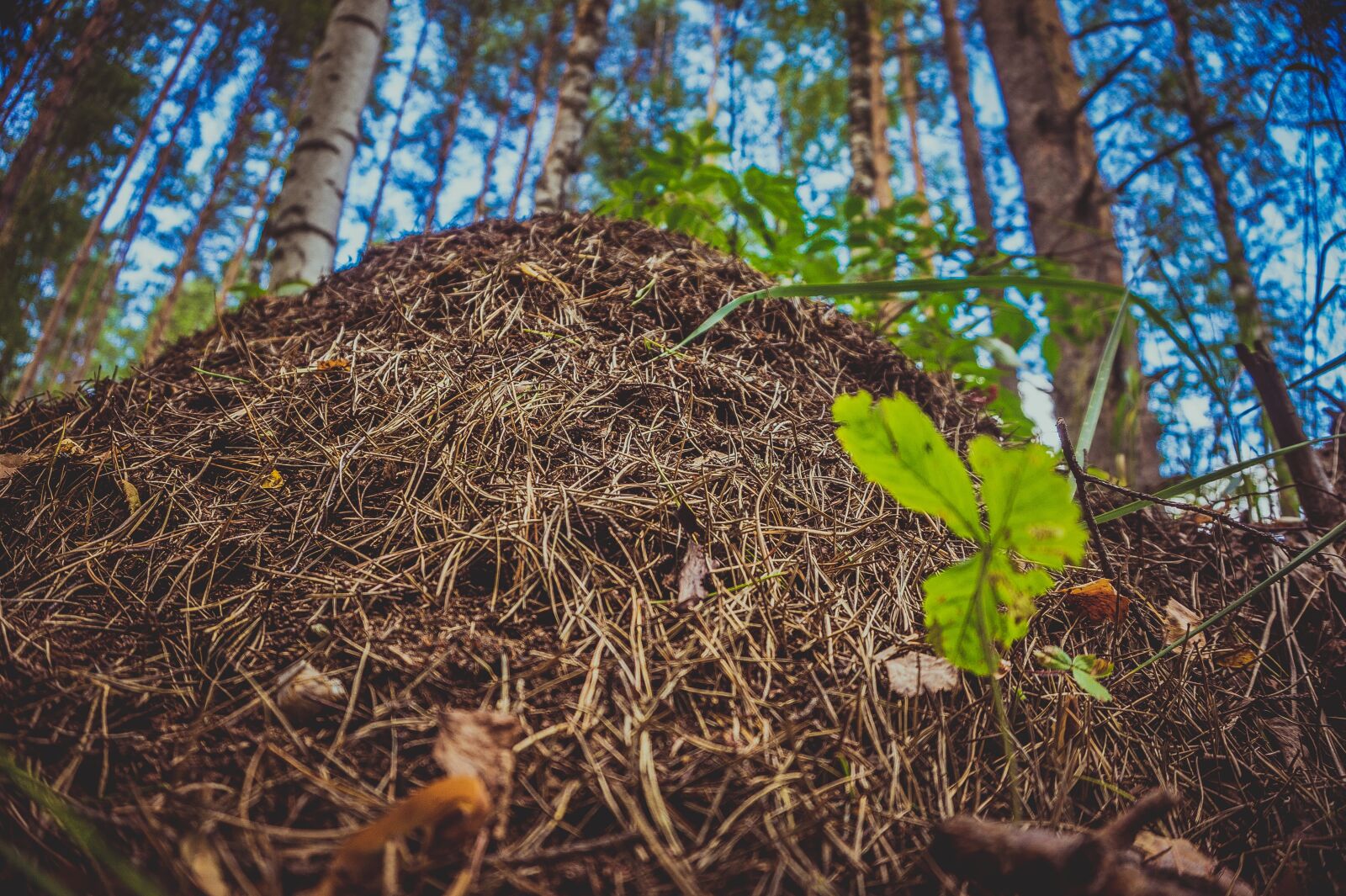 Sony Alpha a5000 (ILCE 5000) sample photo. Anthill, nature, forest photography
