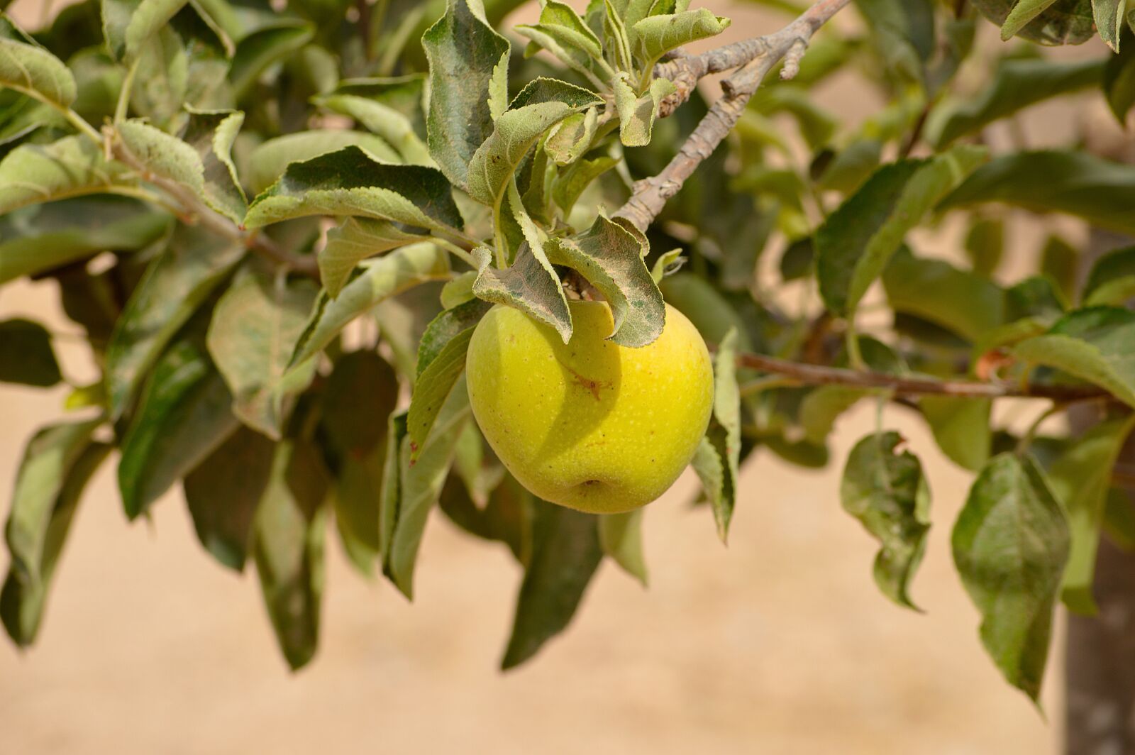 Nikon D3200 sample photo. Apple, fruit, fruit season photography