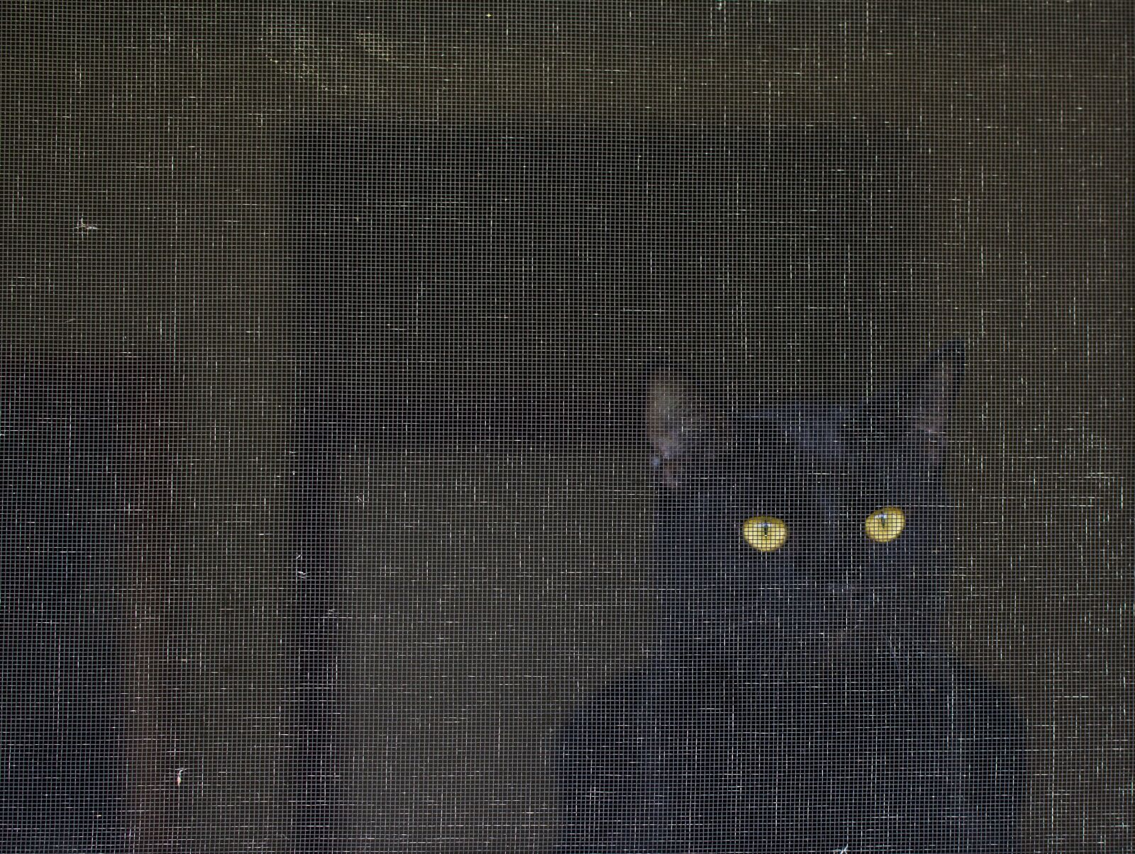 Canon EOS 60D sample photo. Cat, screen, eyes photography
