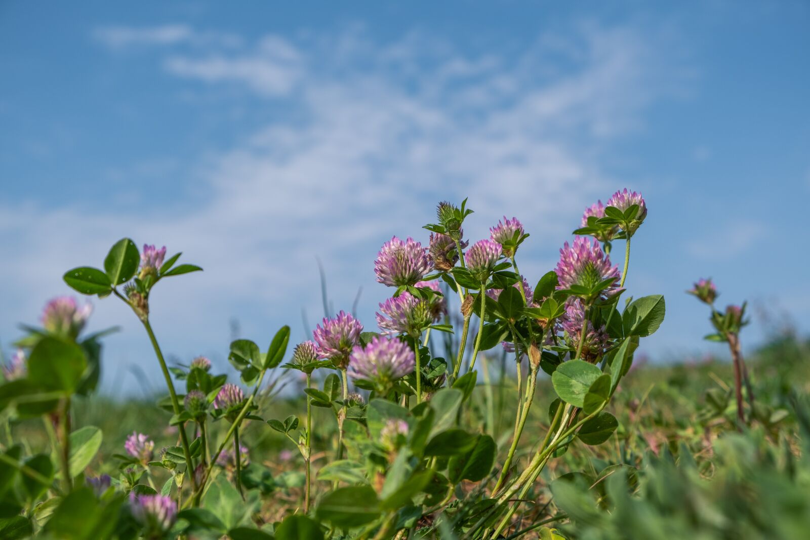Fujifilm X-T30 sample photo. Klee, red clover, plant photography