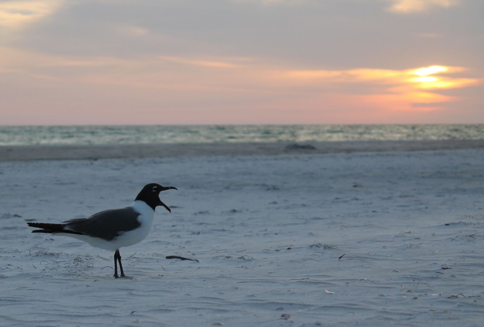 Canon EOS 1100D (EOS Rebel T3 / EOS Kiss X50) sample photo. Seagull, bird, gull photography