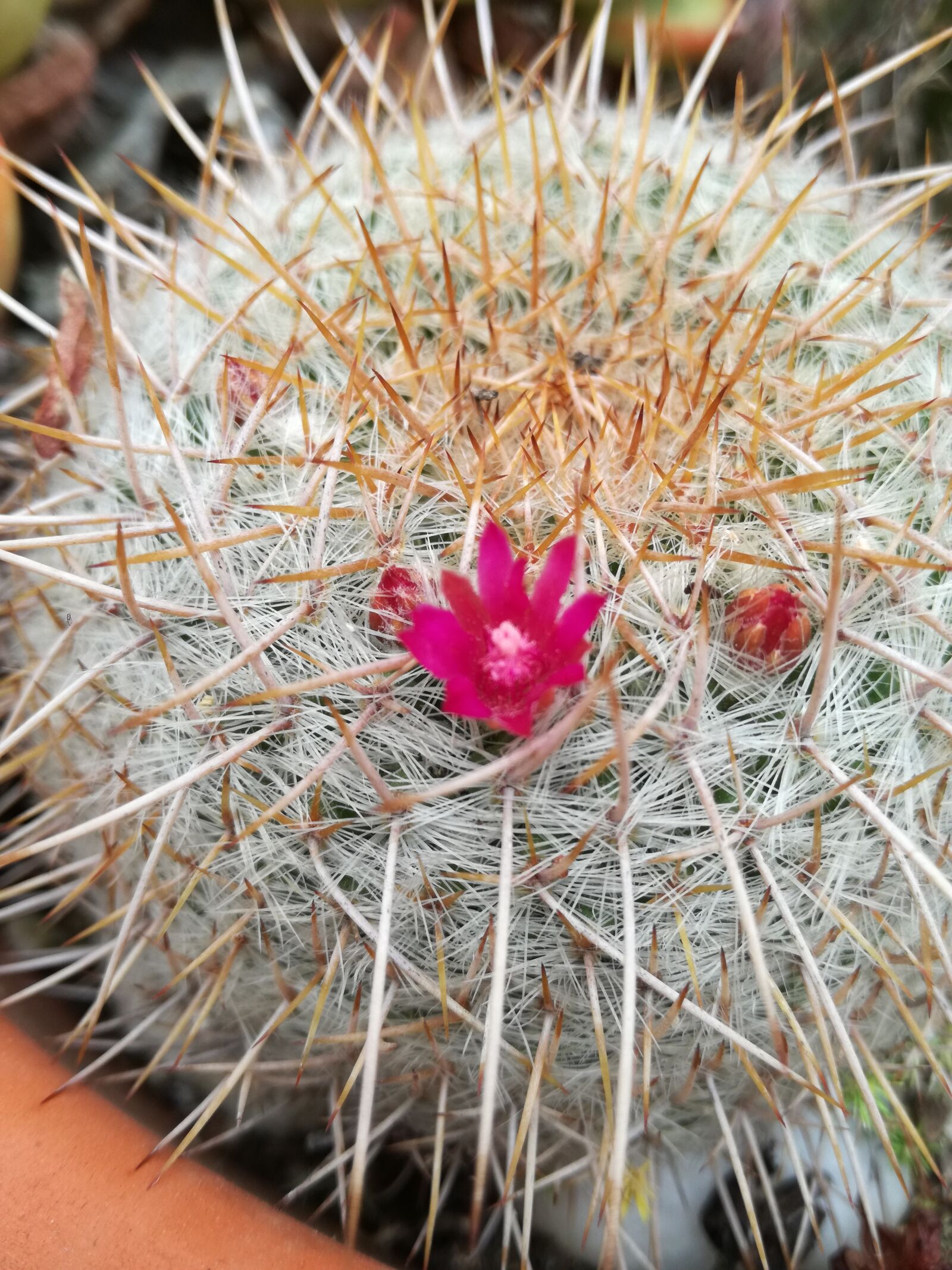 HUAWEI P9 LITE sample photo. Cactus, garden, plant photography