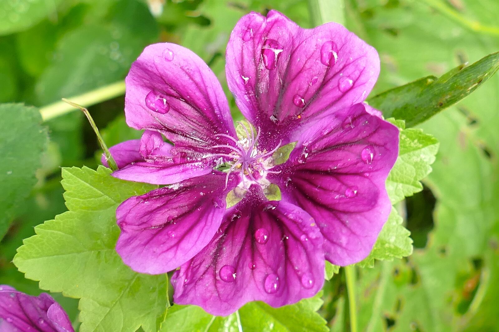 Panasonic Lumix DMC-FZ1000 sample photo. Mallow, close up, beautiful photography