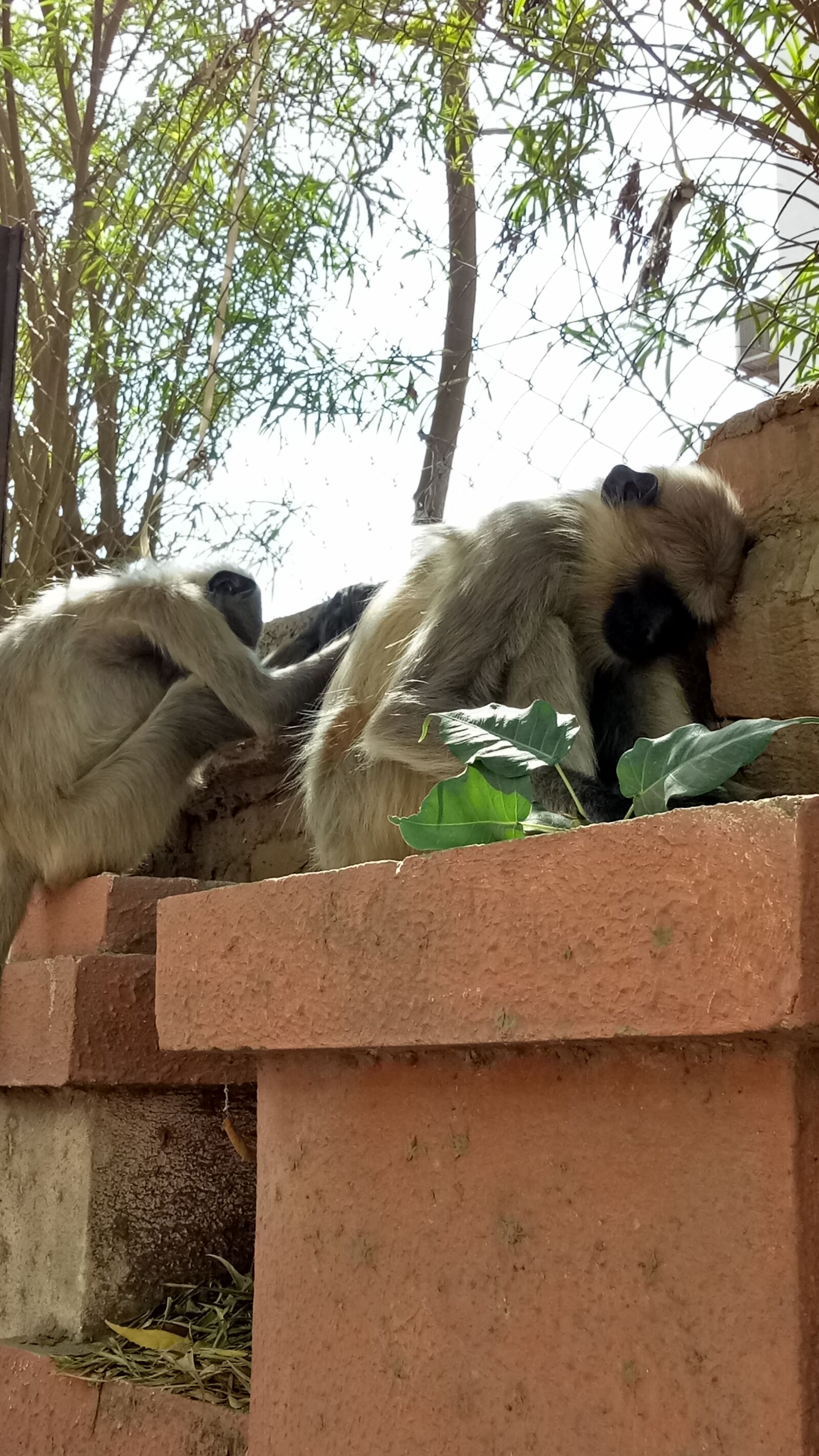 OPPO A1601 sample photo. Monkeys, sleepy photography
