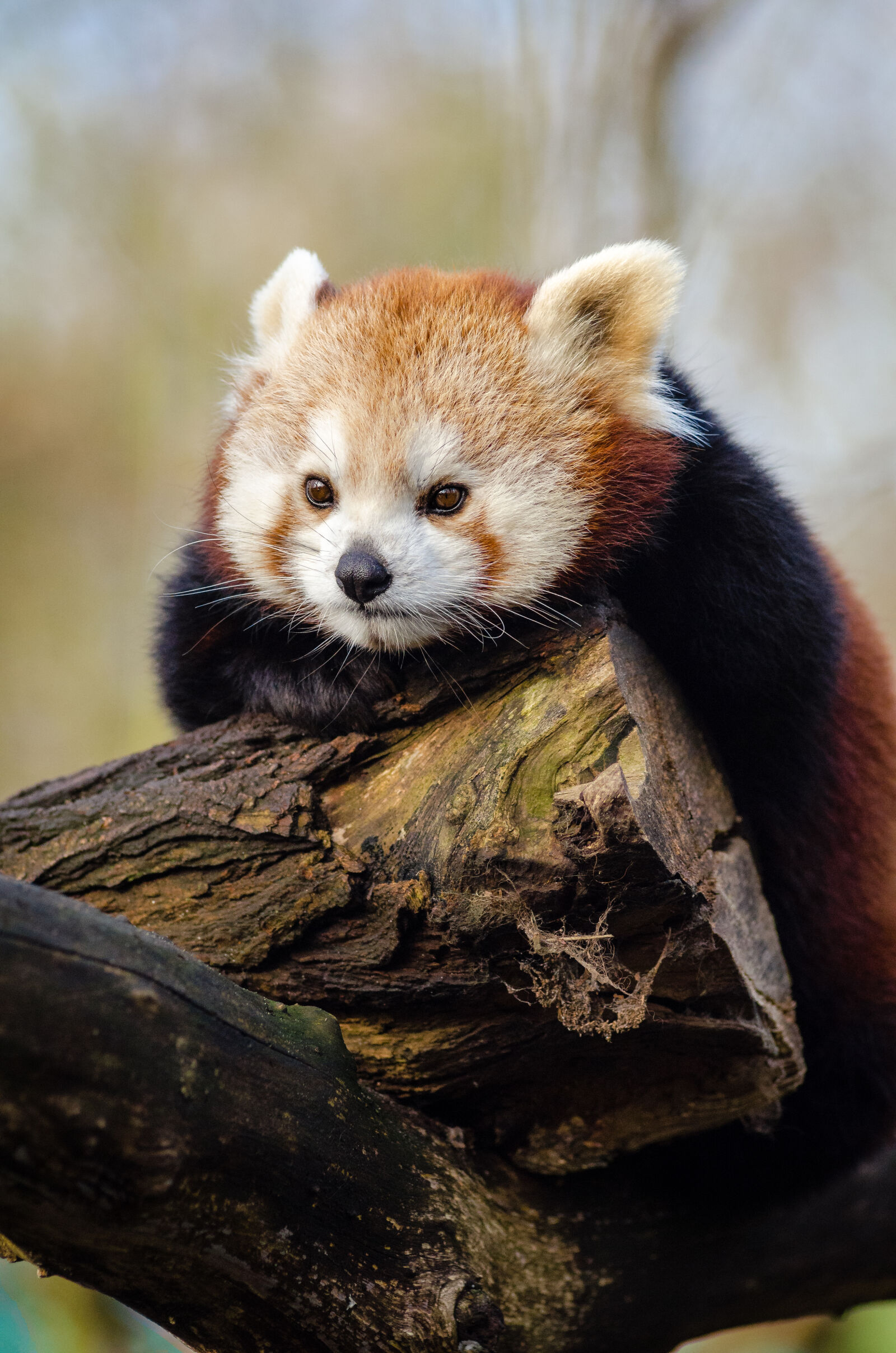 AF Zoom-Nikkor 80-200mm f/2.8 ED sample photo