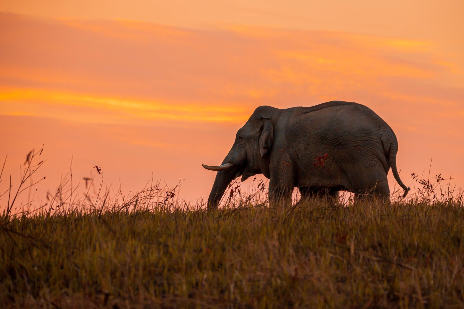 150-600mm F5-6.3 DG OS HSM | Contemporary 015 sample photo. Elephant, thailand, nature photography
