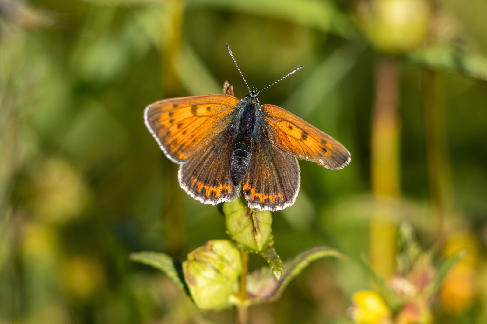 Canon EF 70-300 F4-5.6 IS II USM sample photo. Fire falter, butterfly, butterflies photography