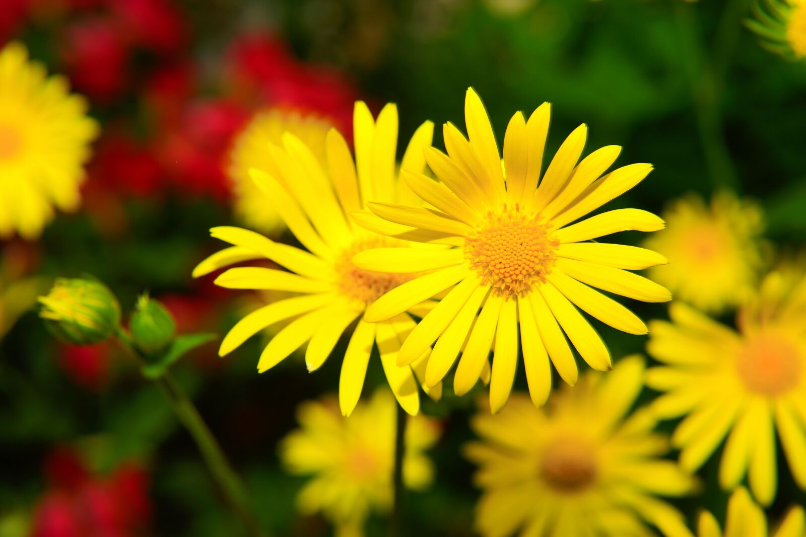 Sony a99 II sample photo. Flowers, yellow, close up photography