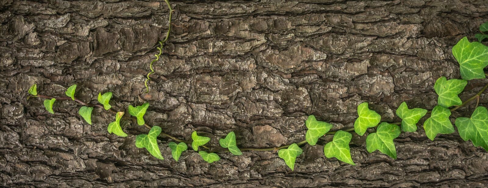 Sony Alpha NEX-5N sample photo. Ivy, plants, nature photography